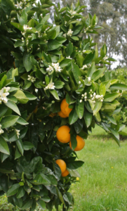 Citrus Crops in October 2016