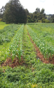 Garlic Crop Main Garden 2013